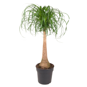 WePlant Beaucarnea recurvata op stam flora 6447e5ef222d7