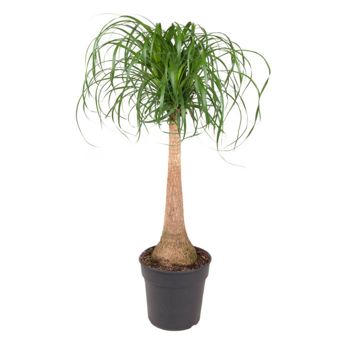 Beaucarnea recurvata (op stam) afbeelding