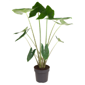 WePlant Alocasia Zebrina flora 646675a083faa v2