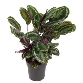 WePlant Calathea Medallion flora 646678cca9803