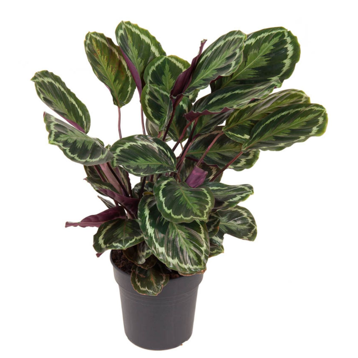 Calathea 'Medallion' afbeelding