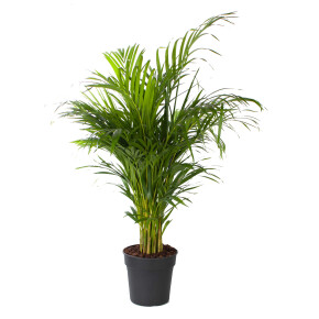 WePlant Areca palm flora 63c17d75d2fd1
