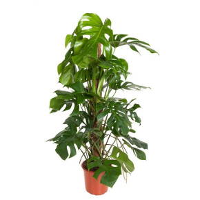 WePlant Monstera Deliciosa met mosstok flora 62a7059d3c2df