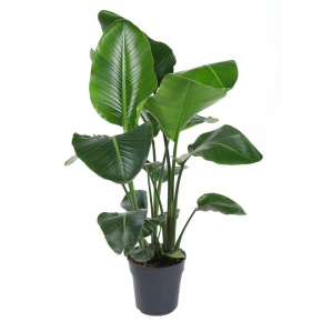 WePlant Strelitzia Nicolai flora 6614f3d2c6481