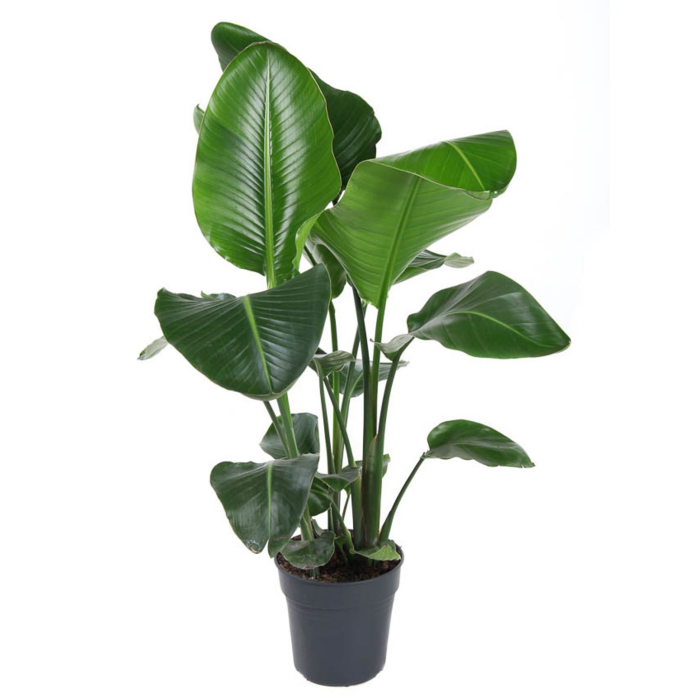 Strelitzia Nicolai afbeelding