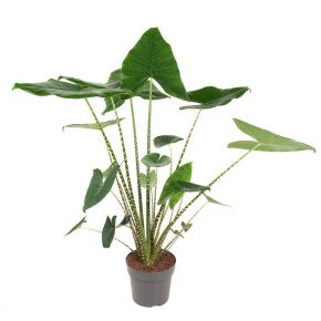 WePlant Alocasia Zebrina flora 6303519b83130 v2