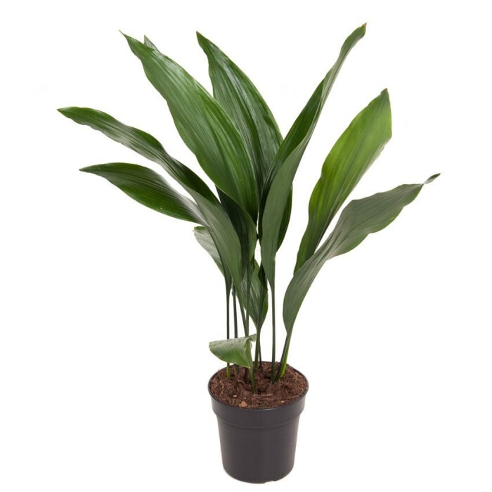 Aspidistra Elatior afbeelding