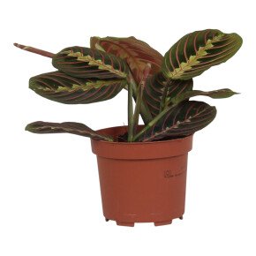 WePlant Maranta leuconeura Tricolor flora 62a460ba452aa