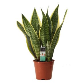 WePlant Decorum Sansevieria Superba flora 6333f1acb0a8f