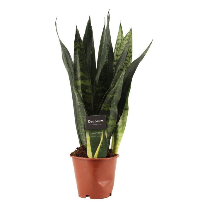 Sansevieria trifasciata 'Black Coral' afbeelding