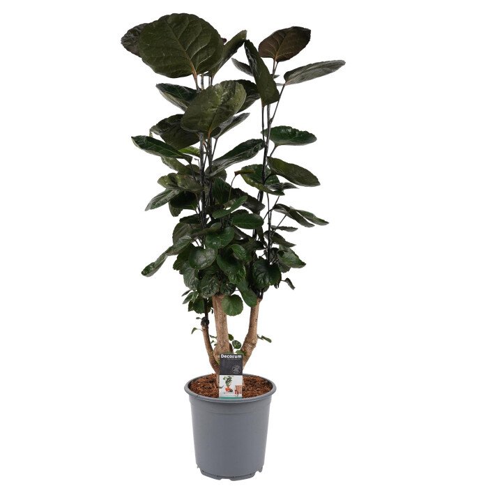 Polyscias Fabian (vertakt) afbeelding