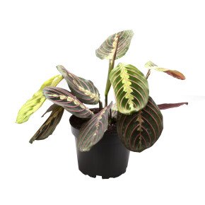 WePlant Maranta Leuconeura Red Stripe flora 62efd0dd01d93