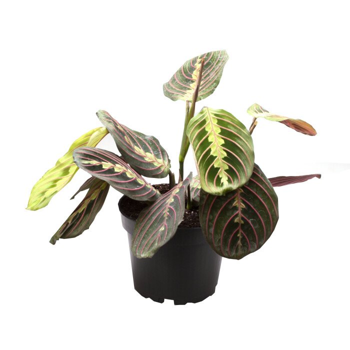 Maranta Leuconeura Red Stripe afbeelding